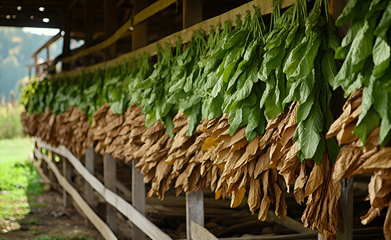 tabacco-leafs