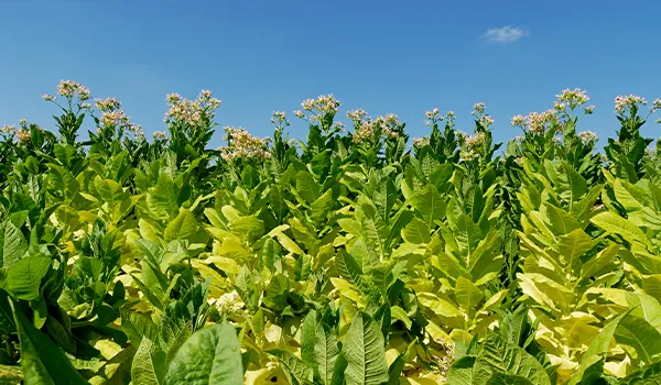 tabacco plantation tabacco plantation